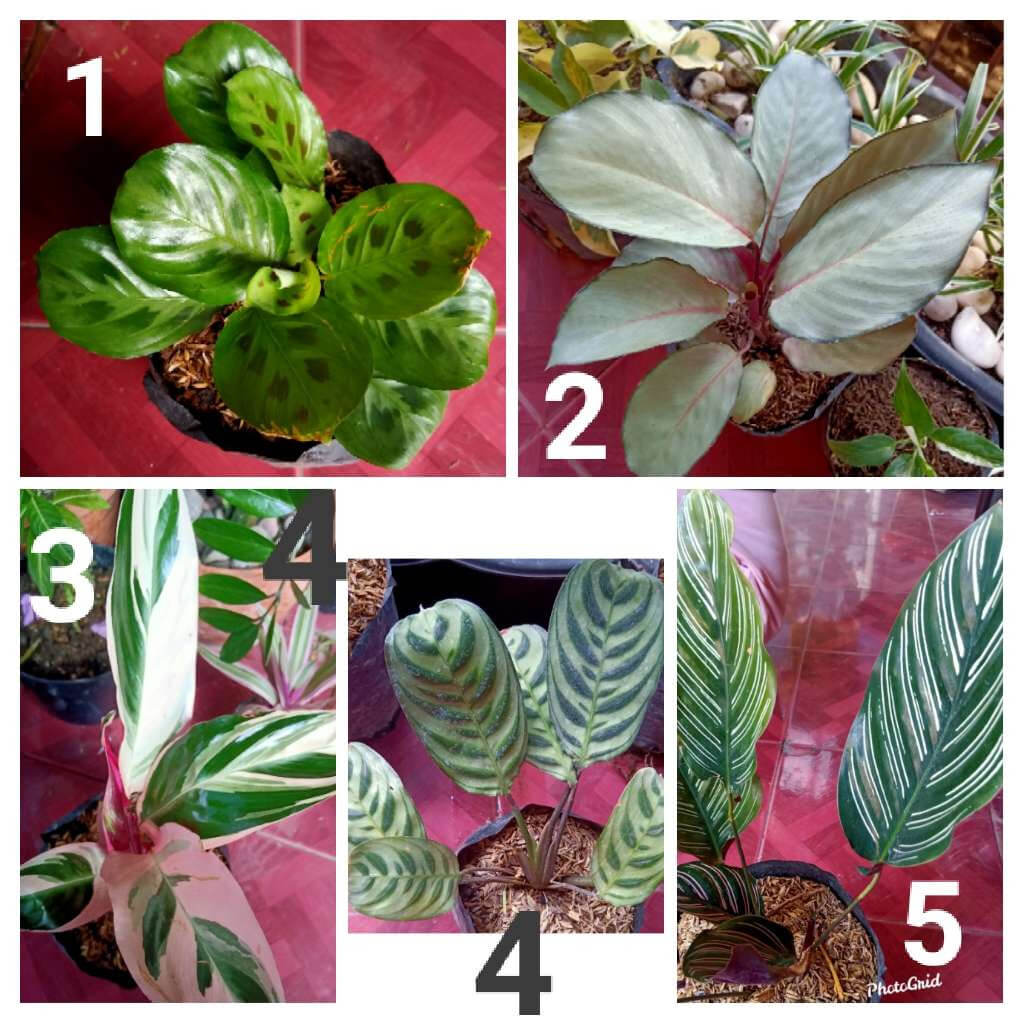  Tanaman  calathea 